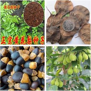 ӡС~̴N Ӽtľ̴̴SNӳľN