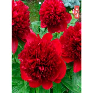Cold-Resistant Peony Flower Seedlings with Toothed Double Petals and Large Roots, Perennial Flowering Indoor and Outdoor Potted Plants for Fragrance Viewing