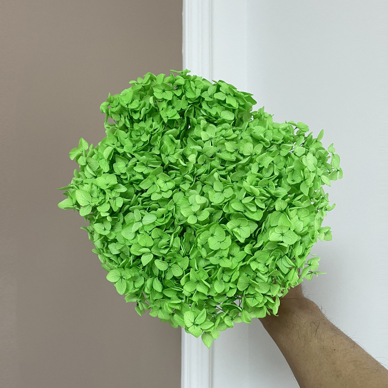 Yunnan Anna Hydrangea Flower Wholesale DIY Flower Preservation Flower Materiales de Regalo de Navidad