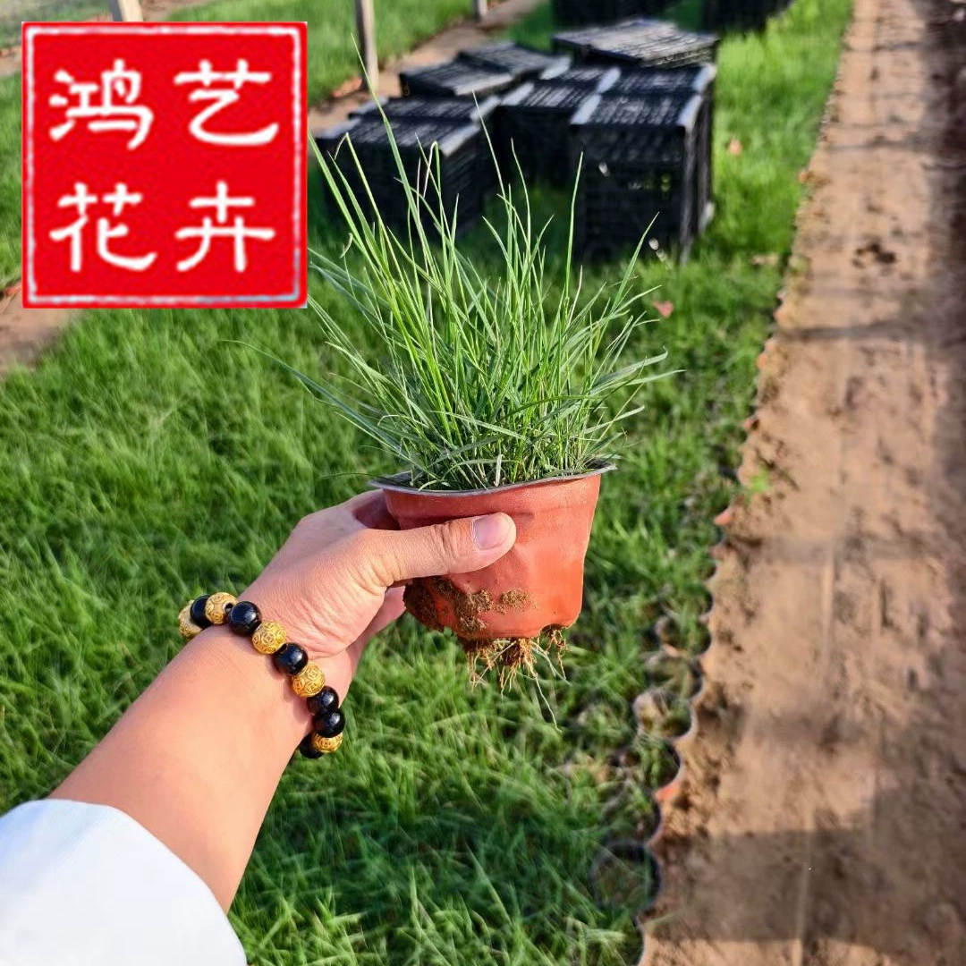 Розовая роща и трава в горшках