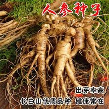 长白山人参种子 人参籽山参种子党参种子蔬菜种子园参种子菜种