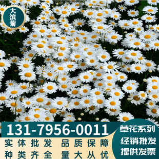Herbal Florals, Western Chrysanthemum Seeds, Large Chrysanthemum Seeds, Balcony Flower Sea Greening, Large Quantity, Available on Cash Basis