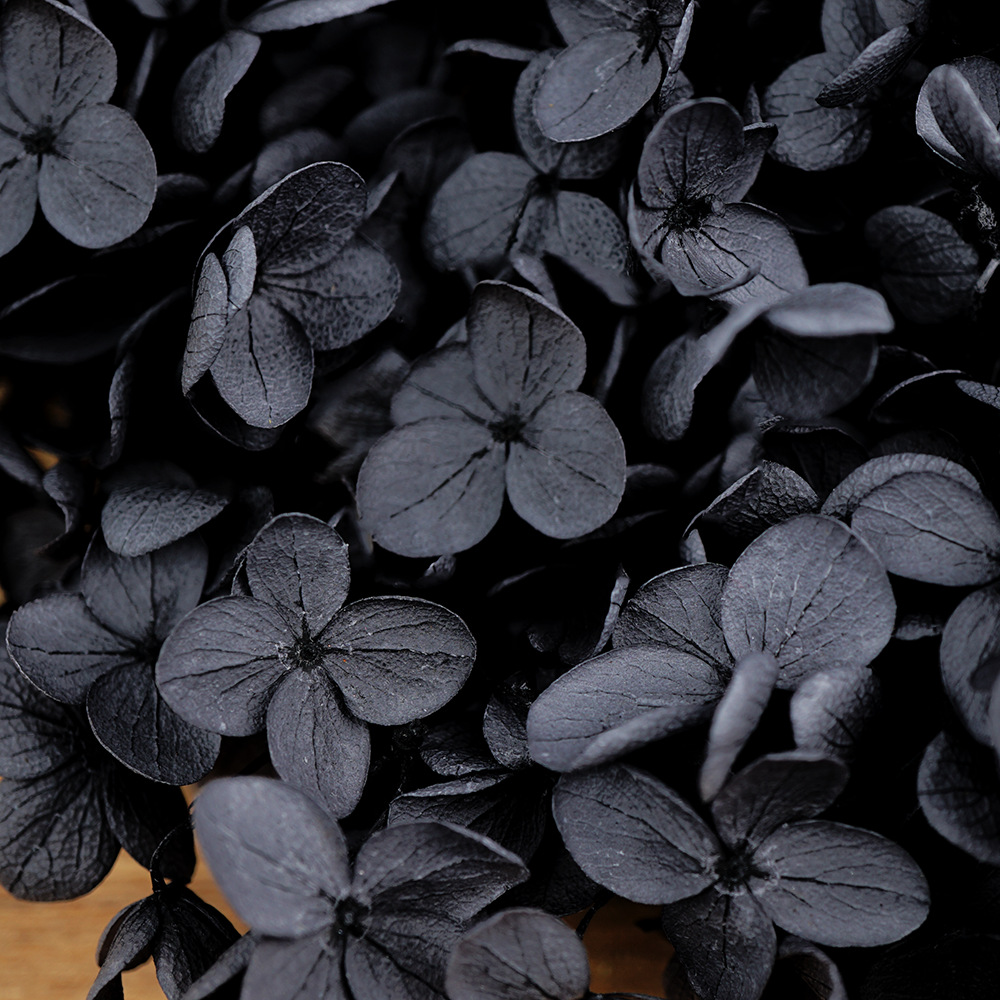 Flores Secas de Hortensia Preservadas A+, Fabricante de Flores Frescas Preservadas, Venta al por Mayor, Caja de 20g, Hortensia de Hoja Mediana Preservada