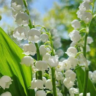 Lily of the Valley Perennial Flower Is Easy to Grow and Bulb Flower Blooms on the Balcony in Spring