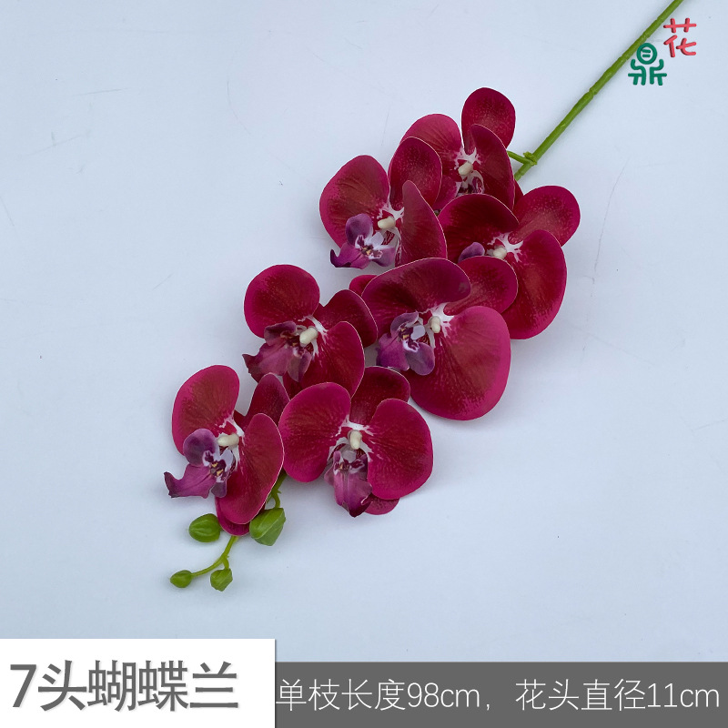 7 phalaenopsis GFG #4 화이트 코어 깊은 로즈 레드