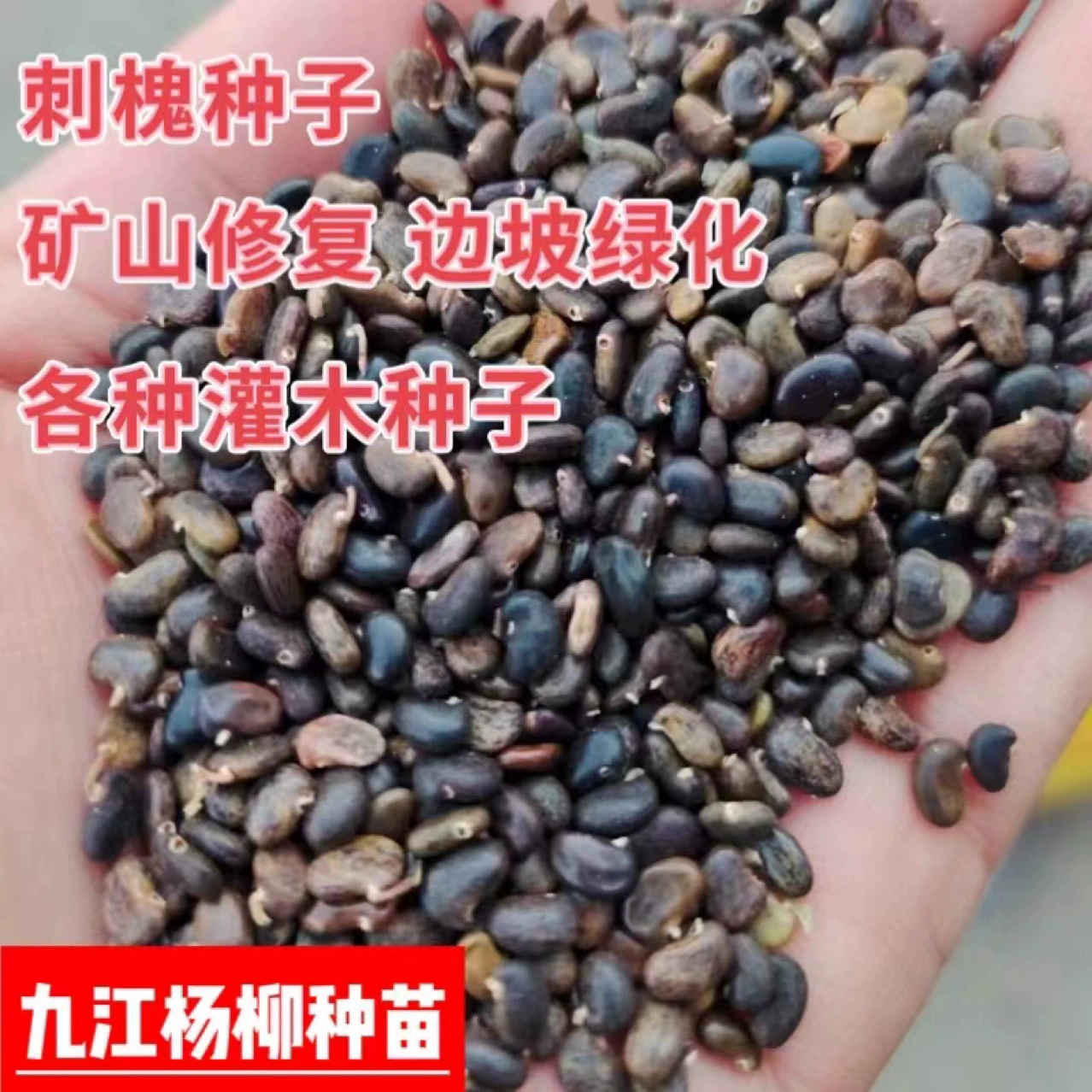 Robinia pseudoacacia семена кустарника Специальные Семена для защиты склонов и комплексной зеленой Robinia pseudoacacia Amorpha fruticosa