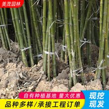 早园竹苗批发景区小路观赏园林刚竹类植物庭院盆景树形优美早竹苗