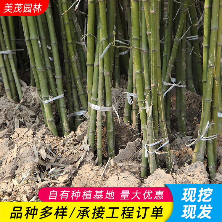 早园竹苗批发景区小路观赏园林刚竹类植物庭院盆景树形优美早竹苗