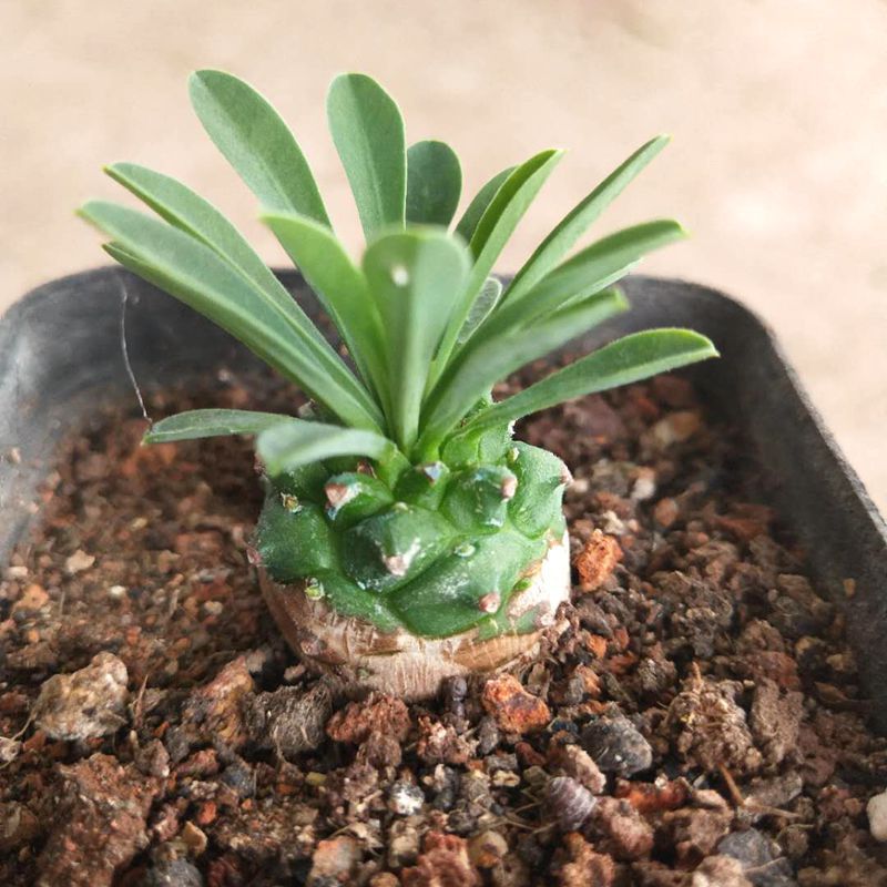 작은 파인애플 2~3cm (플라스틱 화분에 심으면 배송이 더 쉽습니다)