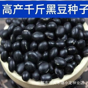 黑豆种子