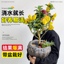 ̨֘ͥԺAָ辰ϘֲﻨܾGֲB