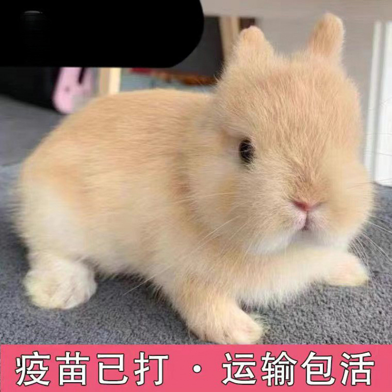 小さなウサギ、生きているノームウサギ、成長しない、ミニプリンセス、オランダ垂れ耳ウサギ、ティーカップウサギ、飼い慣らされたペットウサギ|undefined