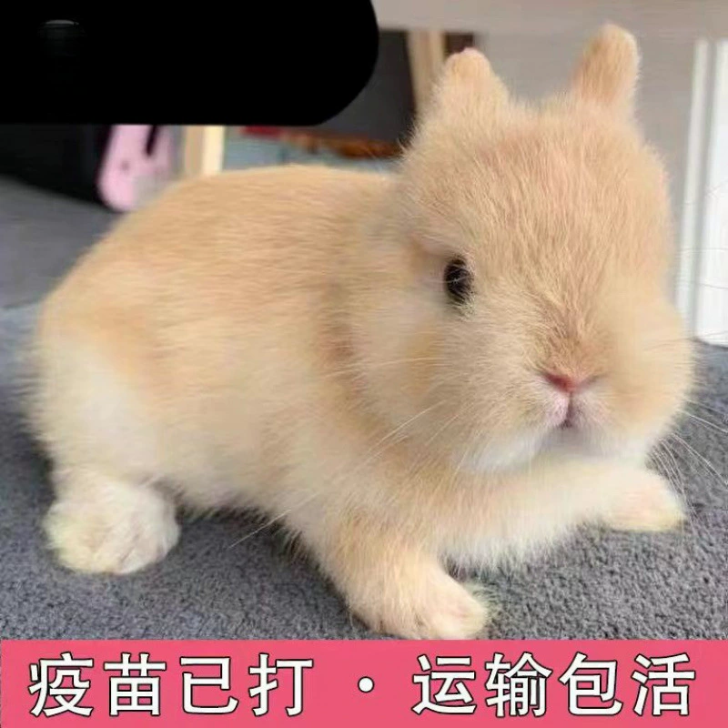 Маленький кролик, живой гномий кролик, никогда не вырастает, мини-маленькая принцесса, голландский кролик с мешатыми ушами, чайный кролик, домашний кролик