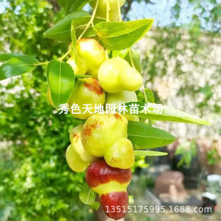 Huluzhishu Live Saplings, Super Sweet Jujube, Huluzhishu Saplings for Planting in Both Southern and Northern Regions, Courtyard Fruit Trees, Fruit Saplings