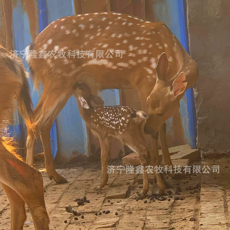 Сколько стоит взрослый пятнистый олень