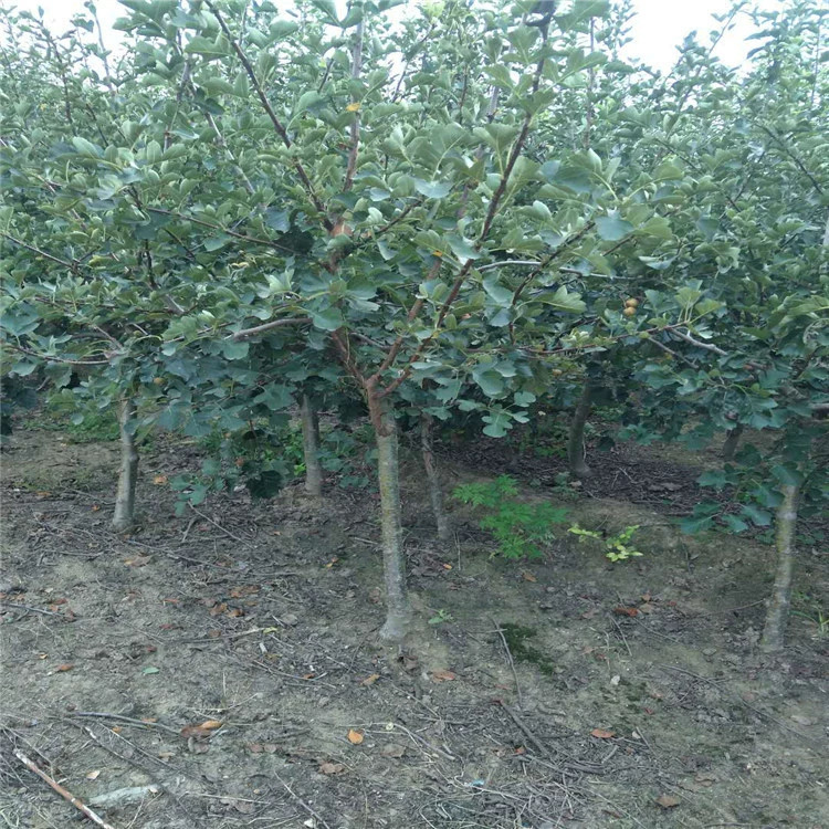批发山楂树苗 裸根带土球均可 3公分 4公分 5公分 嫁接山楂树苗