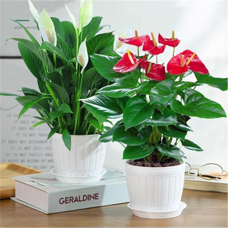 안스리움 + 고급 화이트 팜(모조 나무통 세면대) + 영양