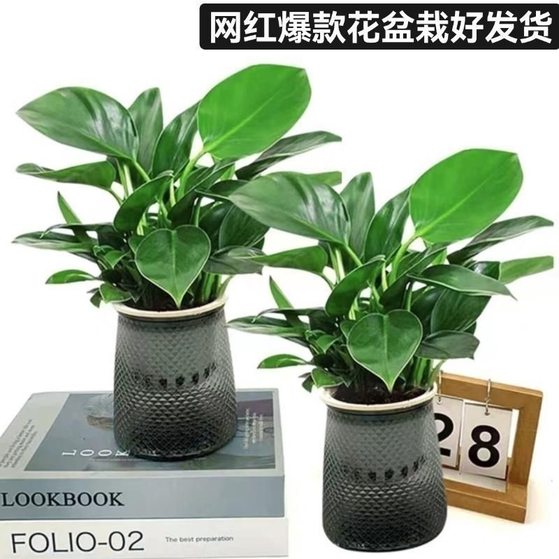 마약왕 + 판신 화분, 특가 화분 2개 + 영양액