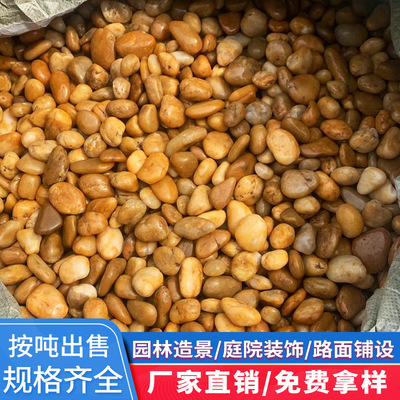 南京雨花石黄色鹅卵石抛光公园水池广场施工布景园林铺路庭院石头|ms