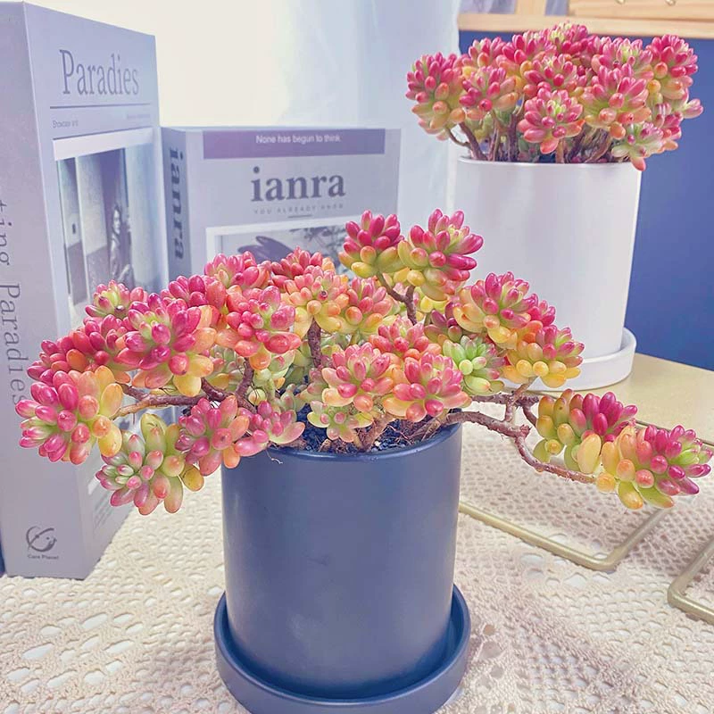 Сушеное растение радуги