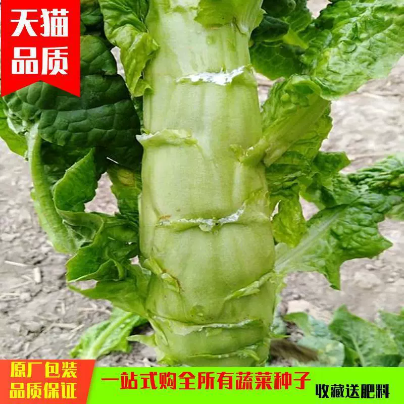 Семена круглолистовой капусты, морозостойкие семена капусты, семена кориандра, осенние и зимние овощи, зеленая капуста