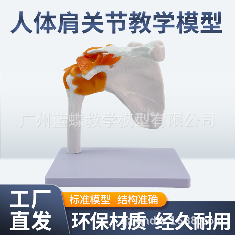 �����ͼ�ؽ�ģ�� �������ģ�� ��ؽڸ��ʹ�ģ�� ����ģ��