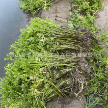 ͦˮֲ��ˮ�������l �н�ˮ��ֲ��ˮ�۷Nֲ �Ԯa���N