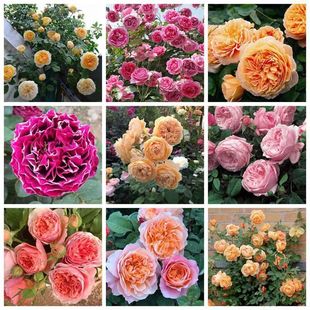 Vine Rose Flower Seedlings Wholesale Climbing Rose Arch Dragon Sand Gem Potted Multi-Flowered Rose Blooming in the Same Year