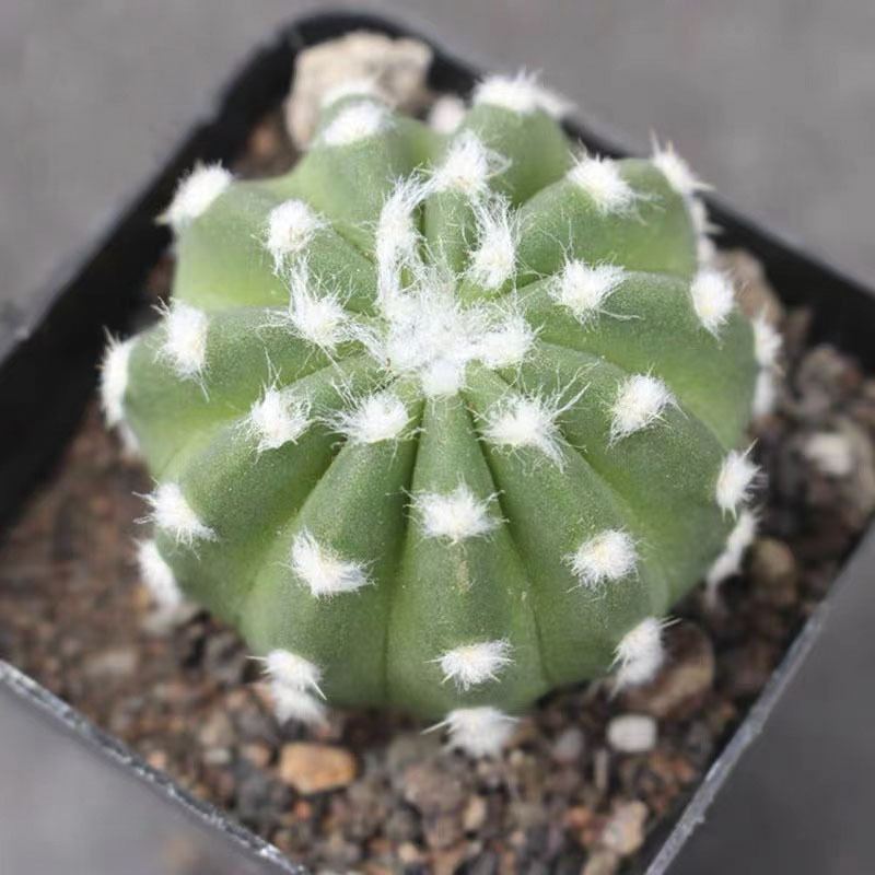 짧은 머리 알약 3-5cm (베어 루트와 함께 배송)