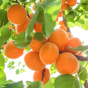 Rhubarb Apricot Saplings Grafted with Early-Maturing Sweet Apricots Potted Ground Planting Courtyard North and South Planting Fruit Seedlings That Bear Fruit in the Same Year