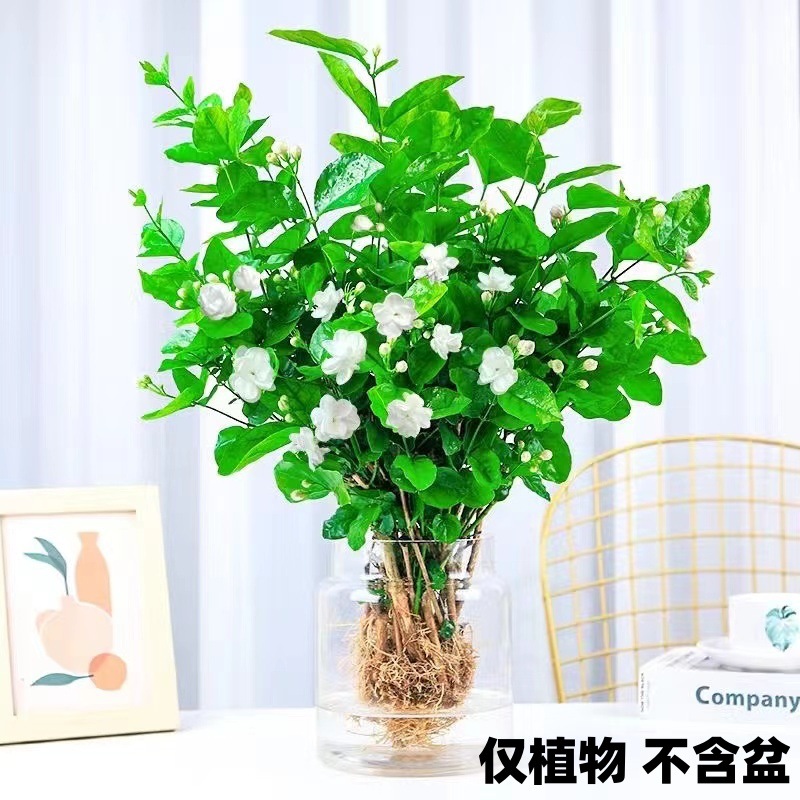 [새로운 수경재배 인기] 엄선된 자스민 10개(물/흙 재배 가능)와 무료 영양액