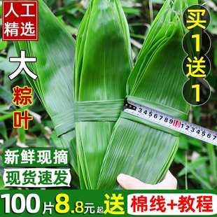 Fresh Bamboo Leaves for Zongzi, Free Shipping, Large 100 Pieces, Commercial Extra-Large Dried Bamboo Leaves for Wholesale, Not Reed Wholesale