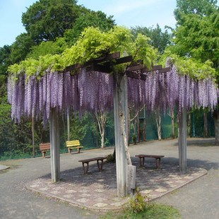 Four Seasons Wisteria Seedlings Climbing Climbing Plants Multi-Flower Wisteria Saplings Balcony Roof Potted Ground Planting Wisteria Florals