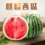 云南代发新鲜麒麟甜瓜