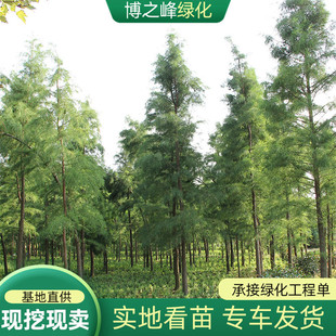 Dropshipping of Fallen Fir Greening Saplings Fir Saplings Riverside Farmland Courtyard Street Trees North and South Planting Scenery