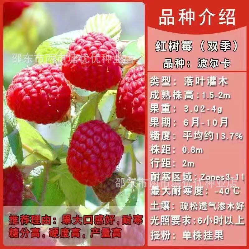 红树莓种子批发野草莓乌泡种籽南北方四季盆栽庭院种植