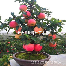 矮化苹果树苗盆景老桩盆栽庭院阳台南北方种植带果冰糖心苹果树苖