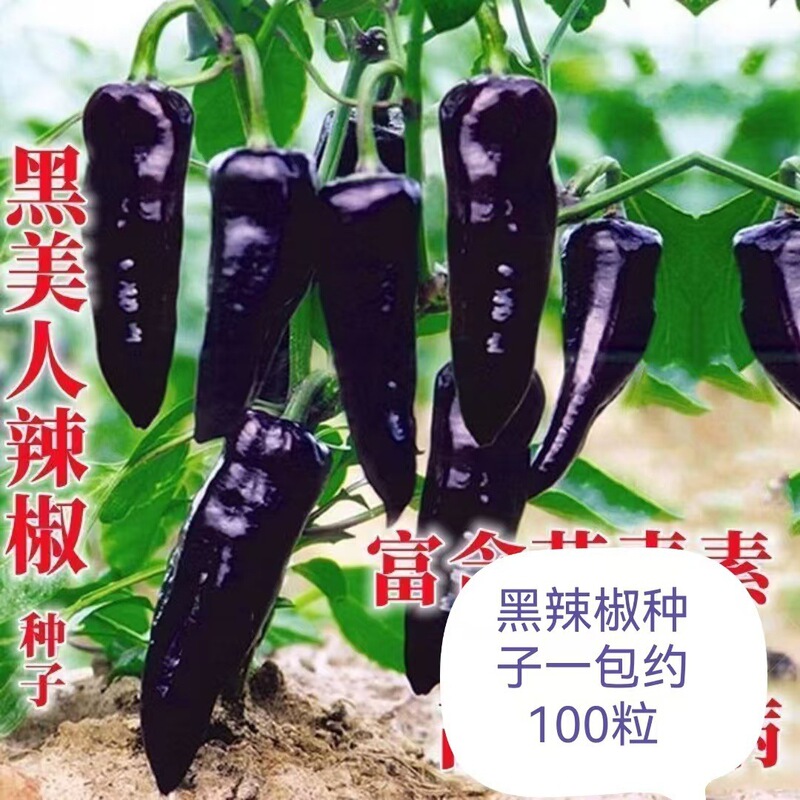 Black Pepper Seeds, Chili Seeds, Purple Pepper Seeds, Original Four-Season Vegetable Pepper Seeds, Vegetable Seeds