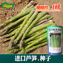 芦笋种子 农田菜园可盆栽杂交脆嫩清香UC157芦笋蔬菜籽