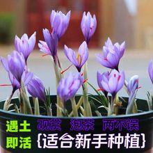 藏红花耐寒好养易种室内花卉植物番红花净化空气阳台庭院绿植盆栽