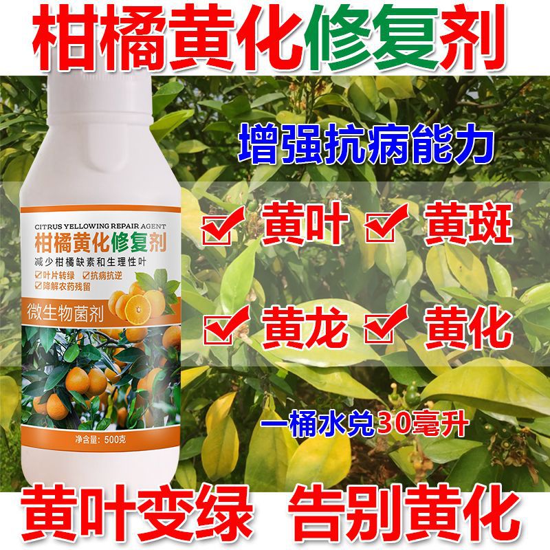 黄龙病杀菌剂果树黄叶黄化修复剂柑橘红鼻子果微生物菌剂