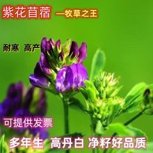 Mڴ~ϻޣNӶļuZţϲʳ