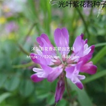 果园绿肥种子光叶紫花苕长柔毛野豌豆毛苕子养蜂蜜源植物厂家直销