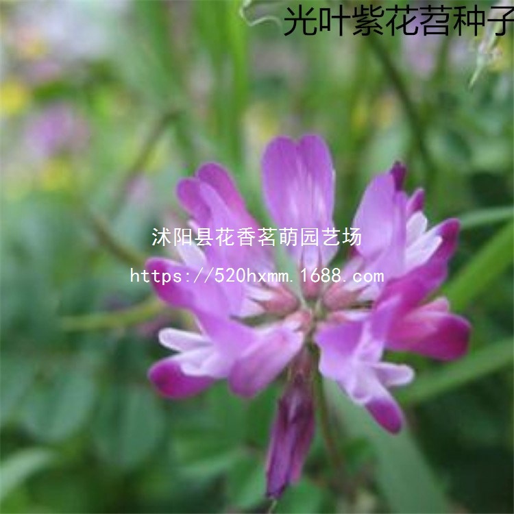 果园绿肥种子光叶紫花苕长柔毛野豌豆毛苕子养蜂蜜源植物厂家直销