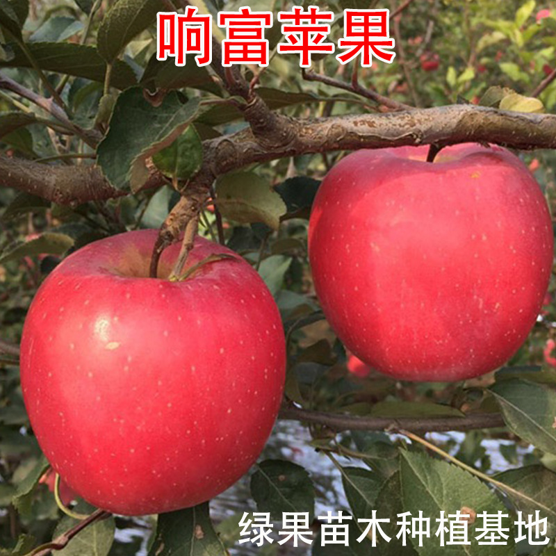 红富士苹果苗响富苹果苗全红大果 嫁接果苗 南方北方种植盆栽地栽
