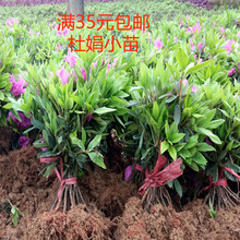 杜鹃毛娟春娟树苗南方种植四季常青绿化植物庭院绿植花卉净化空气