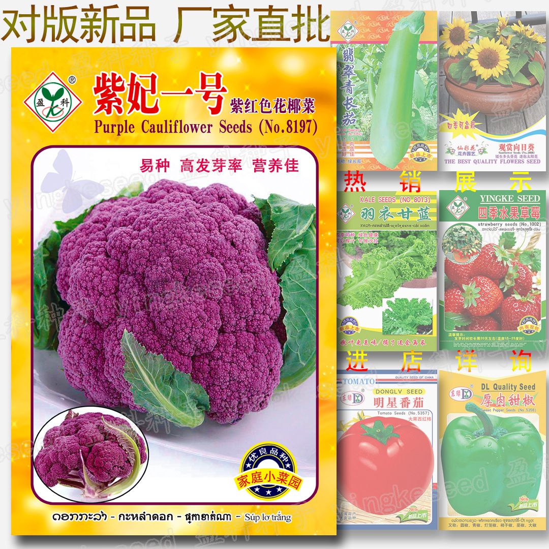 紫妃一号 紫红色花椰菜种子 约100粒 紫花菜种子批发 特色花椰菜