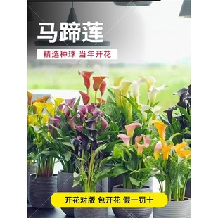 Colorful Calla Lily Bulbs Imported from the Netherlands Are Easy to Plant and Bloom in All Seasons, and Are Large Potted Plants on Indoor and Outdoor Balconies