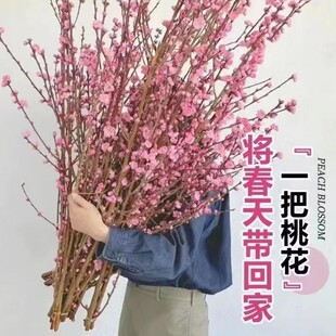 Hydroponic Red Plum Blossoms with Flowers and Fresh Branches, Peach Blossoms, Trunk Branches, Water-Grown Florals, Indoor Florals, Snow Willow Potted Plants, Cut and Grown Green Plants