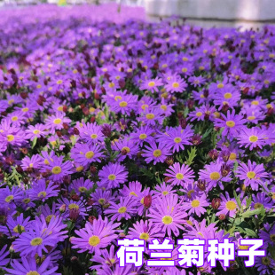���m�ջ����N�����̨�ļ��׻��҃���������ͺ�һ���ļ��_������